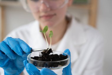 Biyoloji laboratuvarında petri kabını bitki ve toprak numunesiyle tutan bilim adamlarının yakınına. Bilimadamı kadın bitki uzmanlığı yapıyor. Bilim, biyoloji, ekoloji, araştırma ve insan kavramı