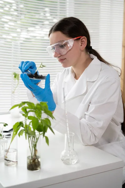 Woman examining green plant in laboratory. Scientist is conducting experiments, tests with plants in petri dish at laboratory. GMO concept.