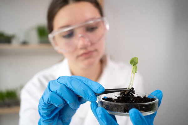Close up of scientist hands holding petri dish with plant and soil sample in bio laboratory. Scientist woman making examining plant expertise. Science, biology, ecology, research and people concept