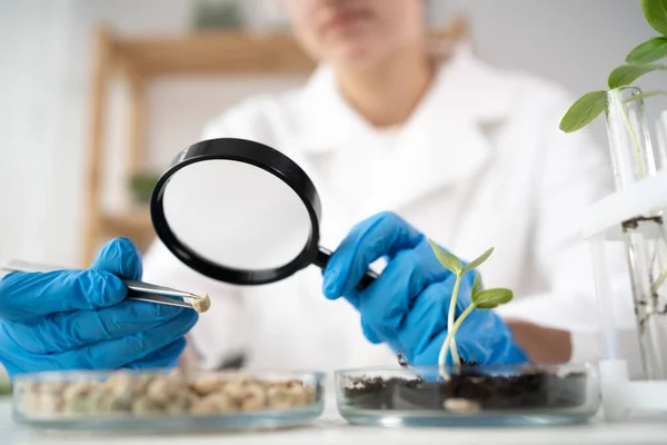 Chemical Laboratory of the Food supply. a lab assistant with a magnifying glass looks into a petri dish experiments. Food in laboratory, dna modify.
