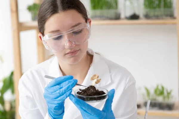 Scientist woman is conducting experiments with plants in petri dish at laboratory. Biotechnologist is researching dry dead leaves with tweezers. Biologist workplace. GMO