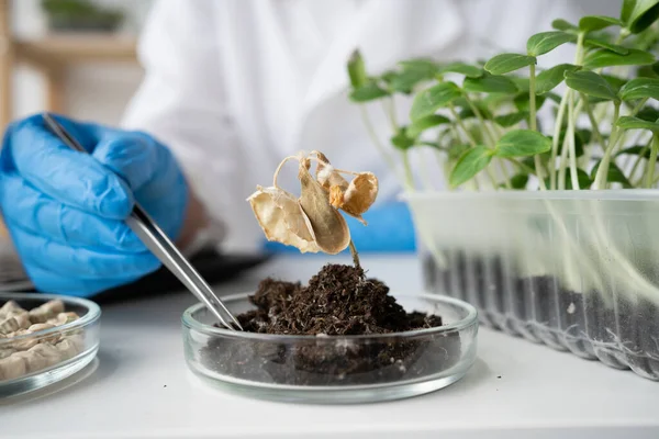 Close Scientist Woman Hands Conducting Experiments Plants Petri Dish Laboratory — Stock Photo, Image