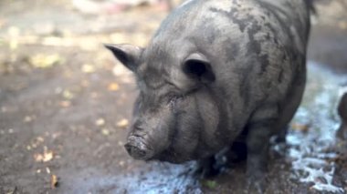 Kirli su içen yerli siyah domuz. Domuz çiftliği. Tarım tarımı. Çiftlik. Kırsal kavram.