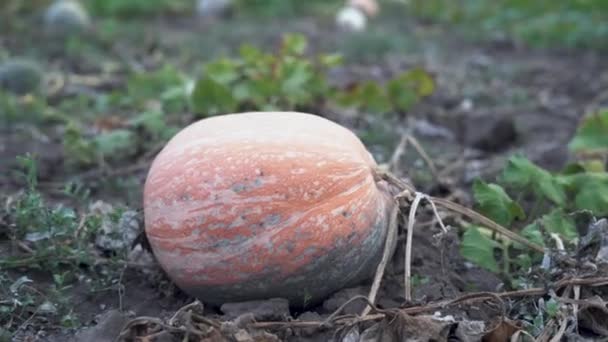 秋天的叶子里 成熟的大桔子南瓜长在花园的床上 经营理念 新收获 生食素食 非转基因生物有机食品 — 图库视频影像