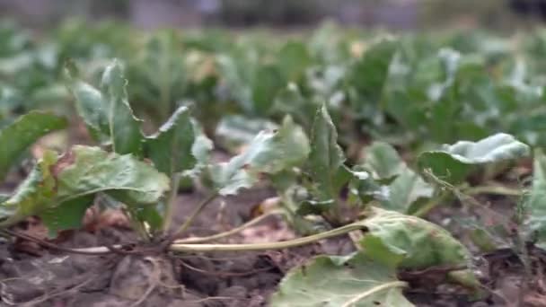 Bieten Kweken Het Voorjaar Teelt Van Suikerbieten Gebied Van Rijpende — Stockvideo