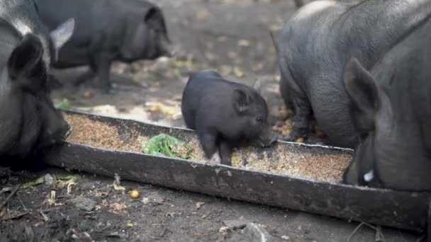 Schweine Und Ferkel Fressen Futter Dorf Oder Auf Dem Bauernhof — Stockvideo