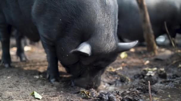 Cerdo Negro Doméstico Bebiendo Agua Sucia Granja Local Granjas Cerdos — Vídeos de Stock