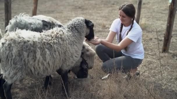 Białe Owce Jedzące Rąk Rolników Widok Małych Dużych Owiec Jedzących — Wideo stockowe
