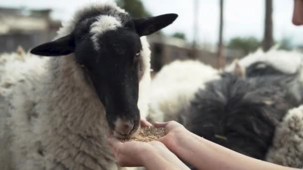 Karmienie Owiec Domowych Ręcznie Hodowli Owiec Uprawy Wełny Obszarach Wiejskich — Wideo stockowe