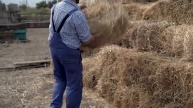 Kırsalda çalışan genç çiftçi organik tarım için saman samanı balyaları taşıyor. Tarım çiftliği ve tarım sembolü kuru otlarla hasat zamanı. Agrobusiness ve