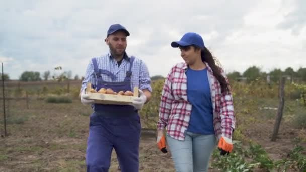 Férfi Gazda Burgonyát Szállít Dobozban Egész Területen Betakarítási Idő Növényi — Stock videók