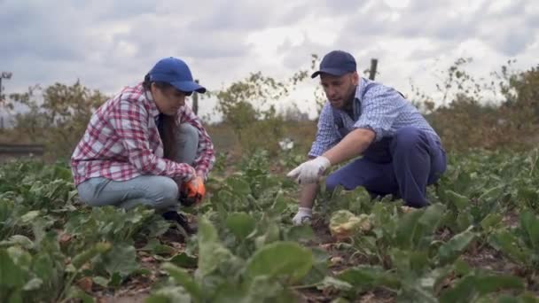 농부의 전문가는 뿌리가 식물의 배경인지 천연물 직업적 — 비디오