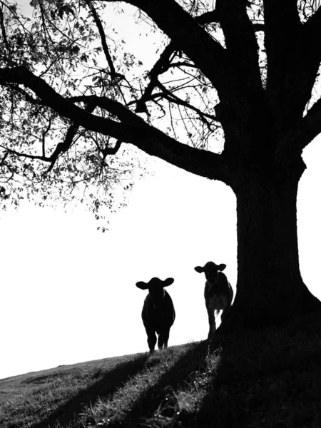 Black White Silhouette Two Swiss Calves Standing Tree Trunk —  Fotos de Stock
