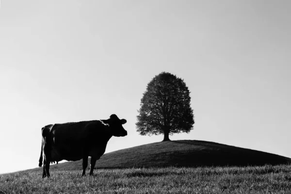 Monochrome Silhouette Cow Grass Tree Background —  Fotos de Stock