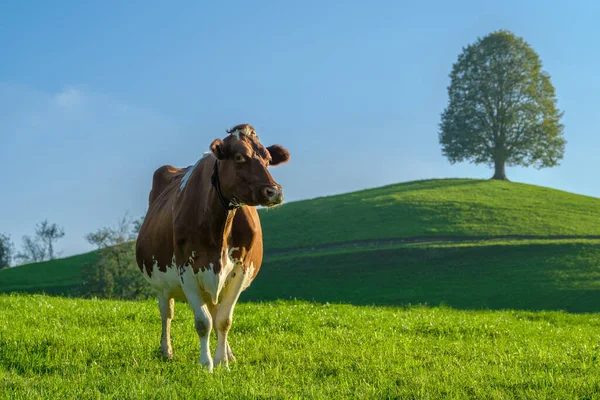 Коричнева Корова Пасуться Альпійському Пасовищі Зеленому Пагорбі Сонячний Літній День — стокове фото