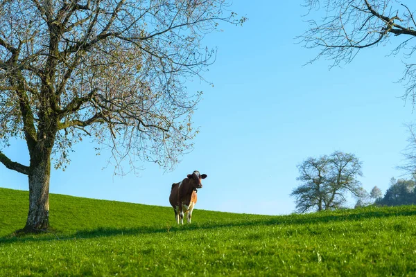 Brown Swiss Cow Grazing Alpine Pasture Green Hill Sunny Summer —  Fotos de Stock