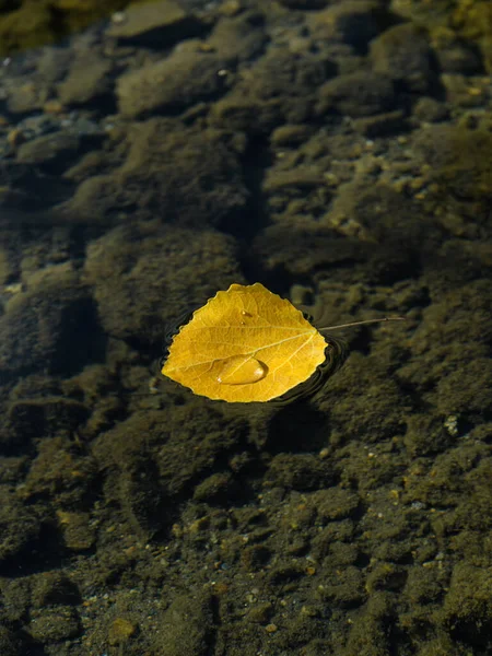 Hoja Amarilla Caída Lago Con Gota Agua Superficie Hoja Fondo —  Fotos de Stock