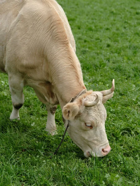 Cow Grazes Alpine Meadow Cow Eat Grass Backdrop Landscape Mountains —  Fotos de Stock