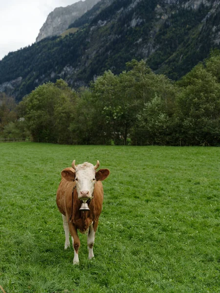 Cow Grazes Alpine Meadow Cow Eat Grass Backdrop Landscape Mountains — Stock Photo, Image