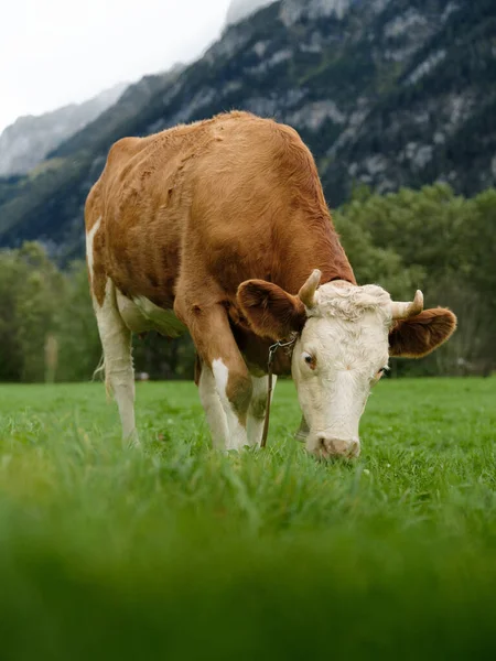 Корова Пасеться Альпійському Лузі Корова Їсть Траву Тлі Гір Швейцарії — стокове фото