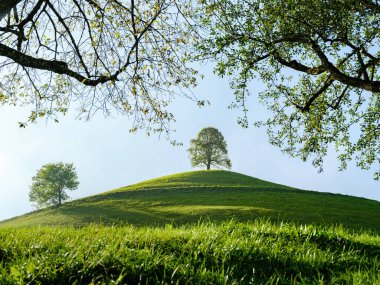 Tree crowns on a foreground and green meadow with hills on a background in Switzerland. Bright summer day with hills and trees shot with wide angle lens