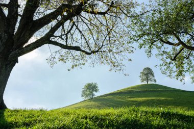 Tree crowns on a foreground and green meadow with hills on a background in Switzerland. Bright summer day with hills and trees shot with wide angle lens