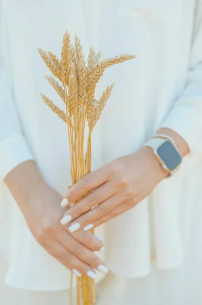 Female Hands Holding Small Bunch Gold Wheat Spikes Her Belly — Foto Stock