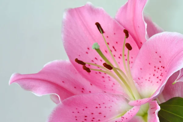 Lilium Flower Close — Stock Photo, Image