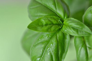 Taze fesleğen yaprakları - Yakın plan