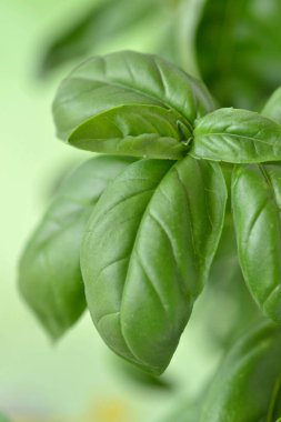 Taze fesleğen yaprakları - Yakın plan