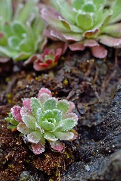 Primo Piano Piante Succulente Rocce — Foto Stock