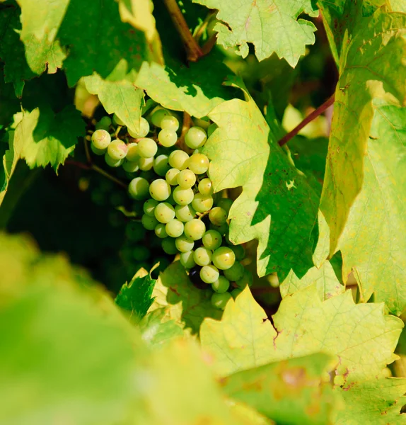 Bunch of fresh green grapes close-up — Stock Photo, Image