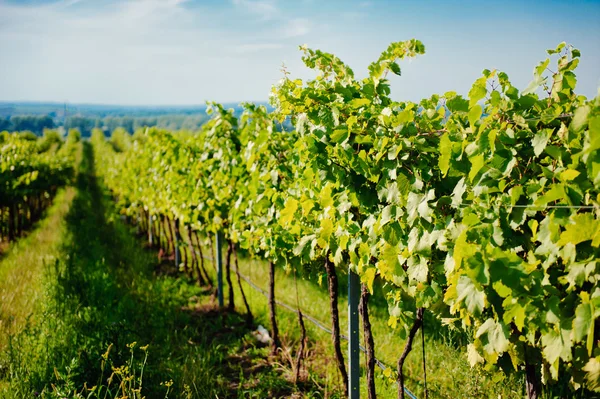 Weinbaulandschaft — Stockfoto