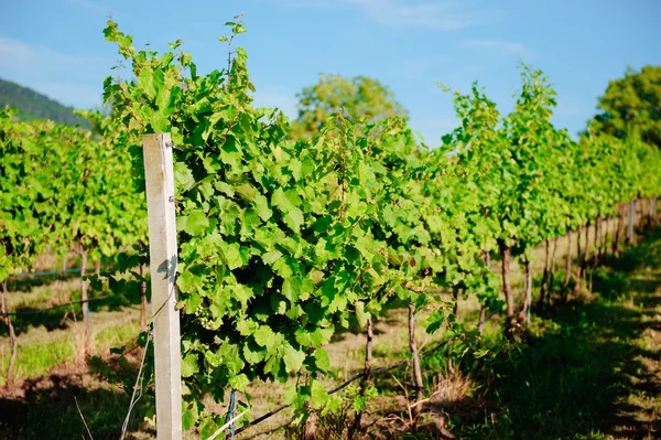 Weinbaulandschaft — Stockfoto