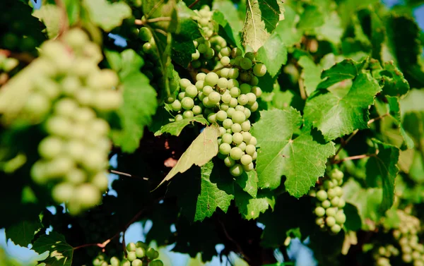 Ramo de uvas verdes frescas de cerca — Foto de Stock