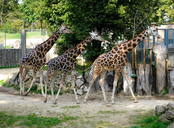 Tři žirafa venku — Stock fotografie