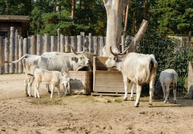 Macar gri sığır açık havada