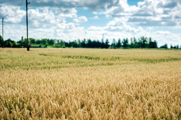 Campo de trigo e céu azul — Fotografia de Stock