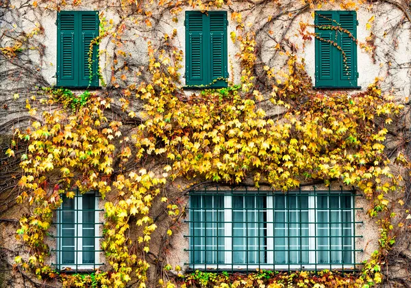 Old building with yellowed ivy and green windows — Stock Photo, Image