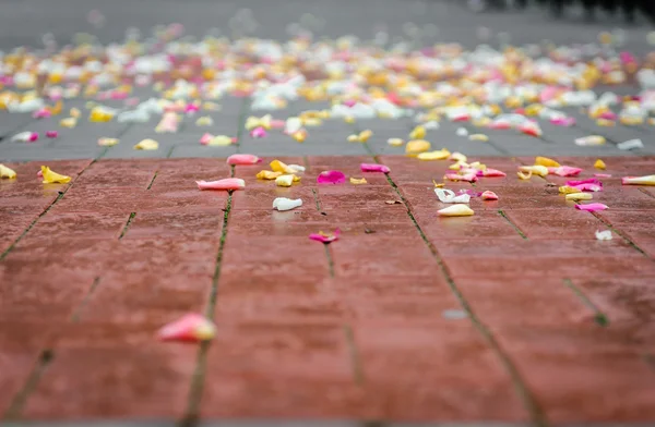 Пелюстки троянд на асфальті після весільної церемонії — стокове фото