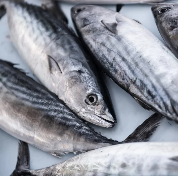 Närbild av rå makrill — Stockfoto