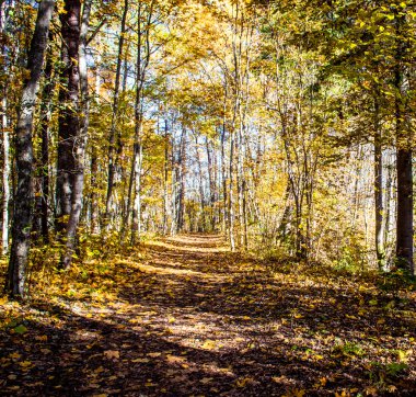 sabah güneş tarafından aydınlatılmış pitoresk sonbahar orman