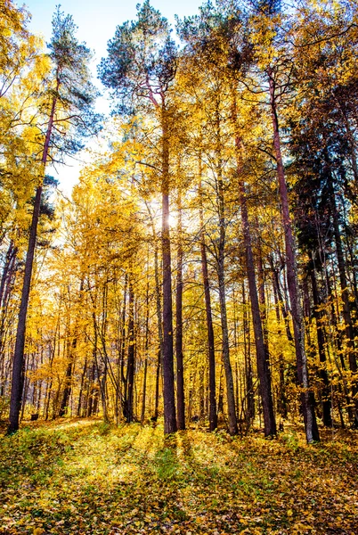 Живописный осенний лес, освещенный утренним солнцем . — стоковое фото