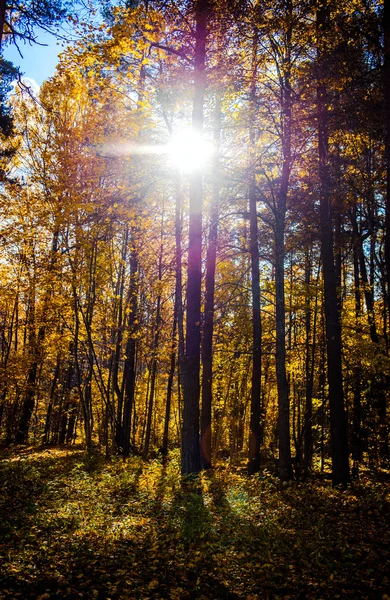 Pintoresco bosque otoñal iluminado por el sol de la mañana — Foto de Stock