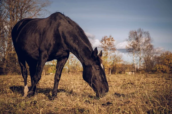 Hermoso caballo negro alimentándose al aire libre — Foto de Stock