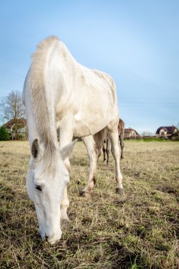 güzel beyaz at açık havada besleme