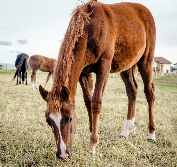 Hermoso caballo marrón alimentándose al aire libre — Foto de Stock