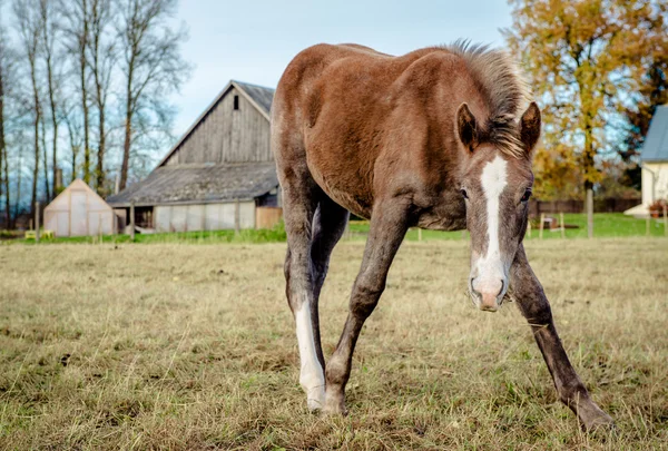 Schöne braune Pferde füttern im Freien — Stockfoto