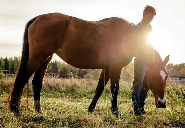 Bella marrone cavallo alimentazione all'aperto — Foto Stock