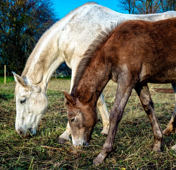 Hermosos caballos marrones y blancos alimentándose al aire libre — Foto de Stock